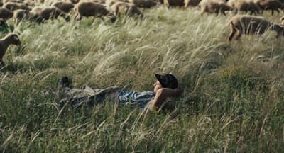 Image du film Bergers, un homme est allongé dans l'herbe haute entouré de brebis
