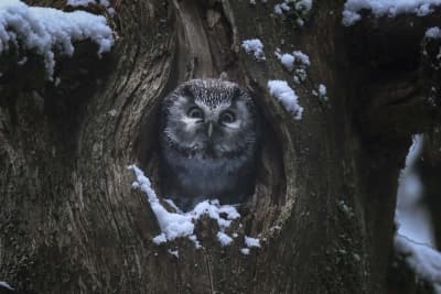 Petite chouette dans un trou d'arbre