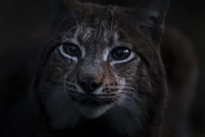 Tête de lynx